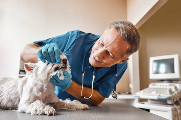 Best Emergency Wisdom Tooth Extraction in Sullivan, MO